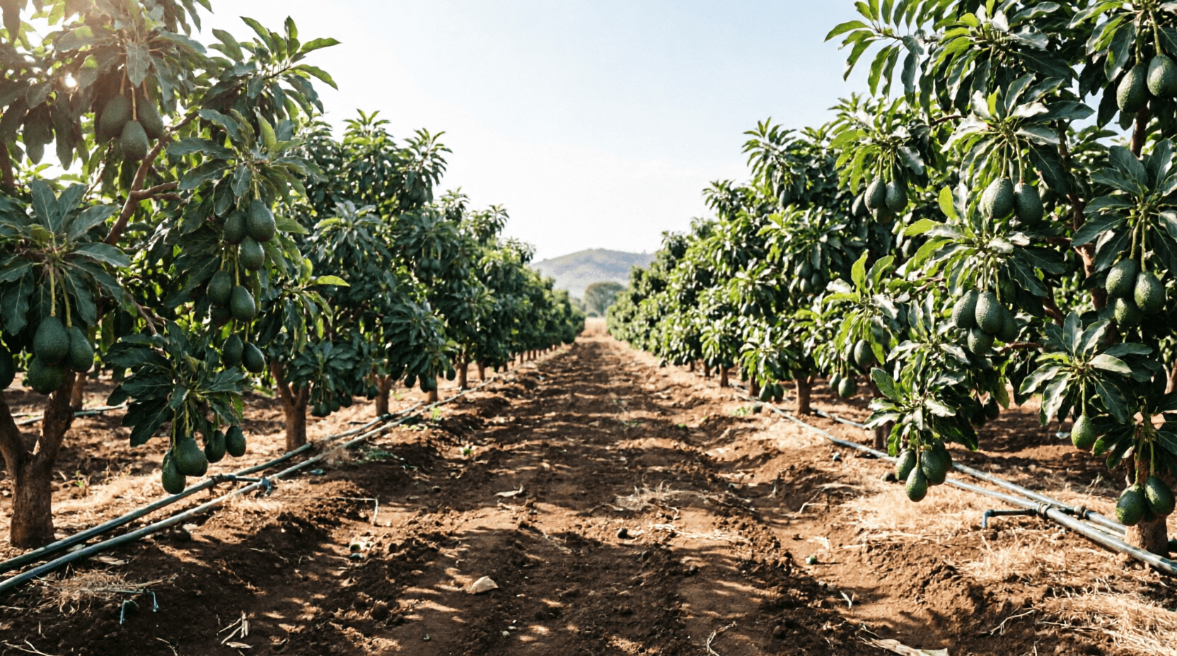 Chiseche Agro orchard